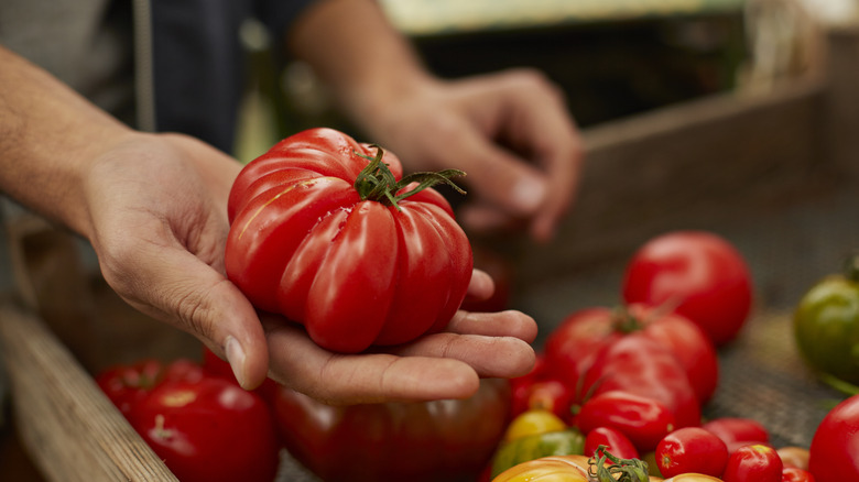 A hand holding a single red heirloom tomato