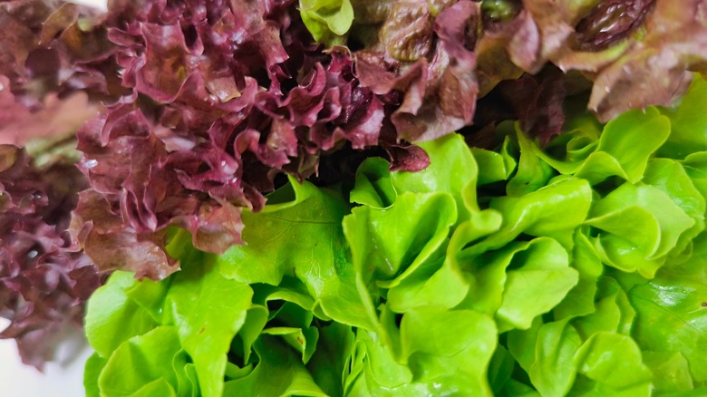 Oakleaf lettuce varieties