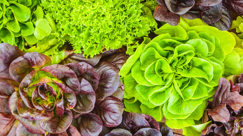 Different types of green and red lettuce