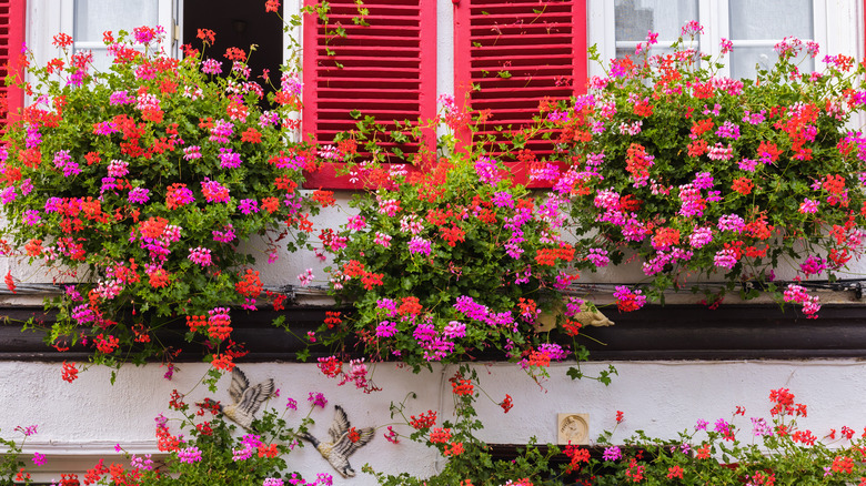 Flower box filled with geraniums