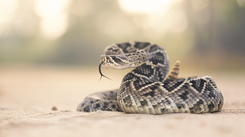 a single coiled rattlesnake