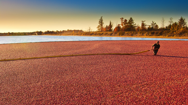 Man harvesting at a Wisconsin cranberry bog