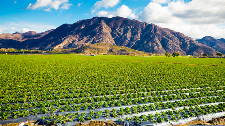 Strawberry fields below mountain foothills