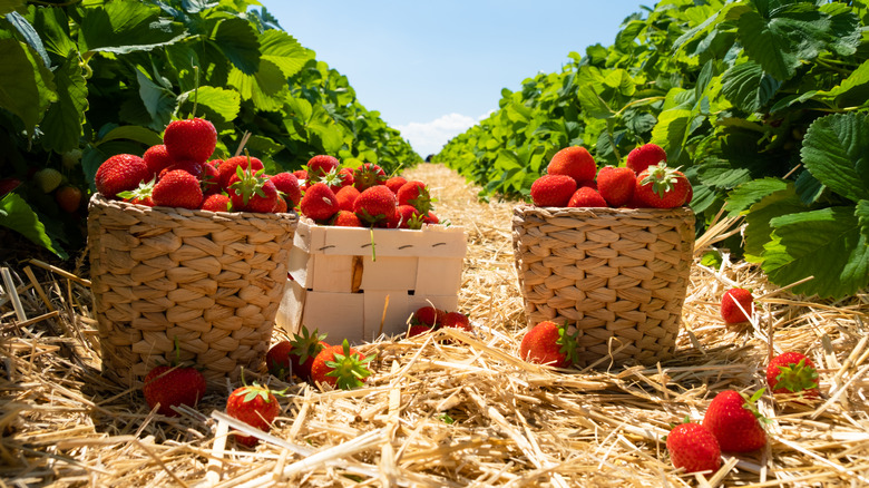 Strawberry baskets sitting in a straw-lined row of plants