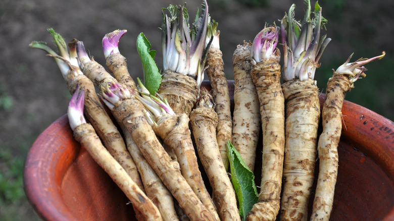 Pile of horseradish roots