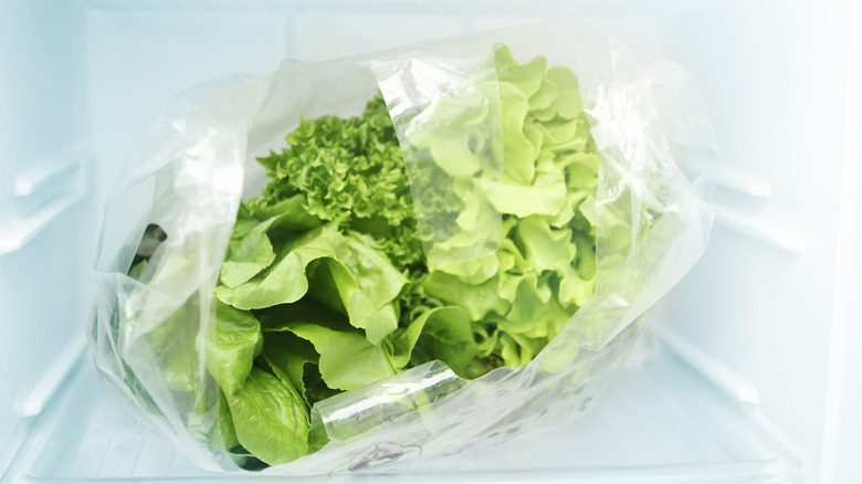 lettuce in plastic bag in fridge