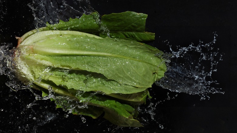 romaine lettuce in water
