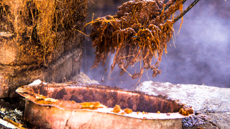 steaming of agave for tequila