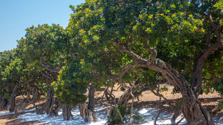 Mastic gum flows from mastic trees on the Greek island of Chios