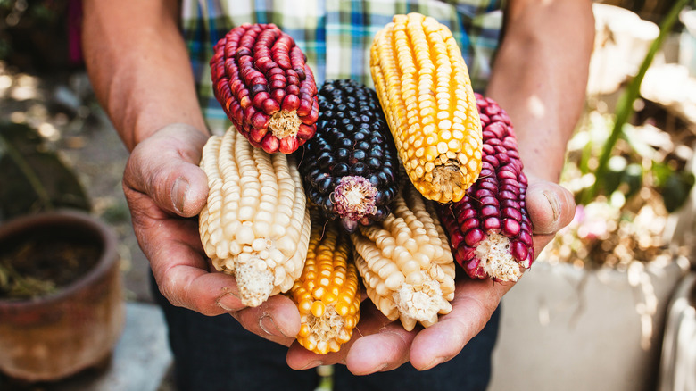 Man holding corncobs in various colors