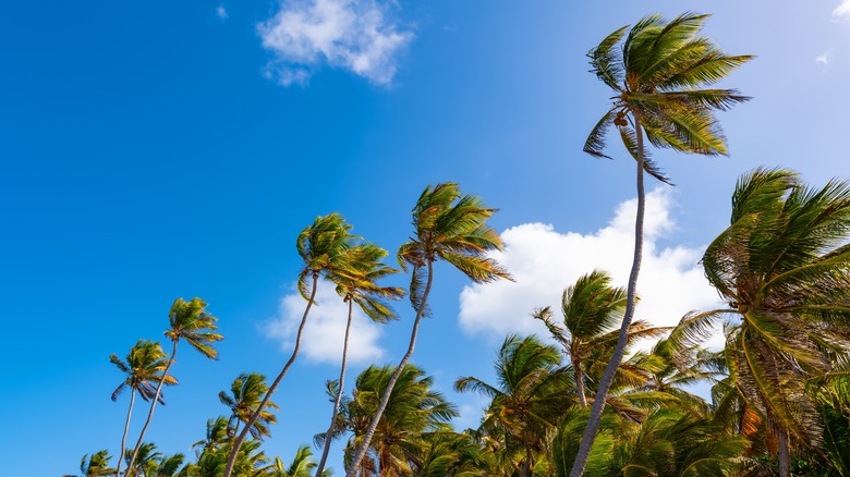 palm trees swaying in the breeze 