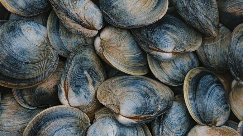 Closeup of freshly harvested little neck clams