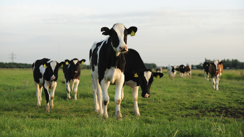 cows in a pasture