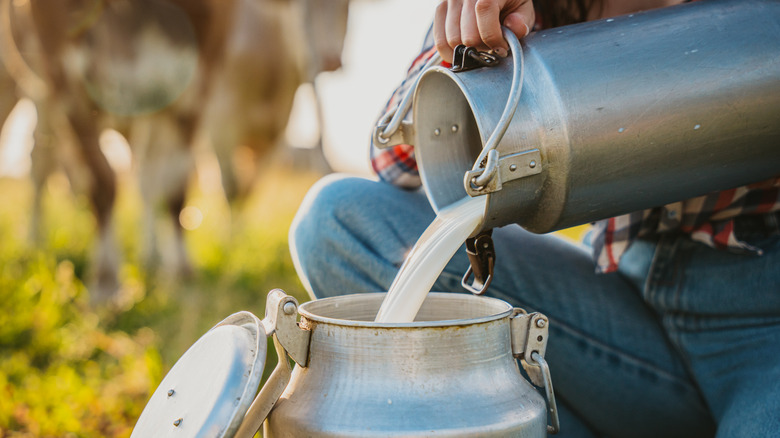 pouring bucket of raw milk