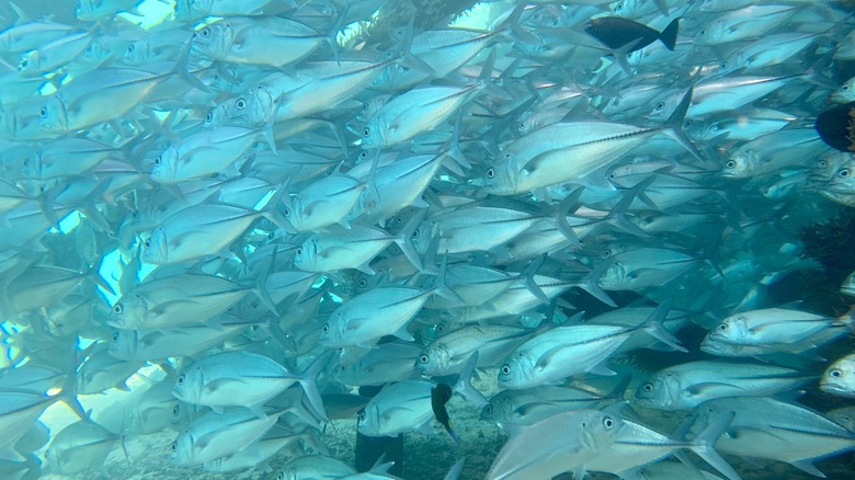 School of tuna in ocean