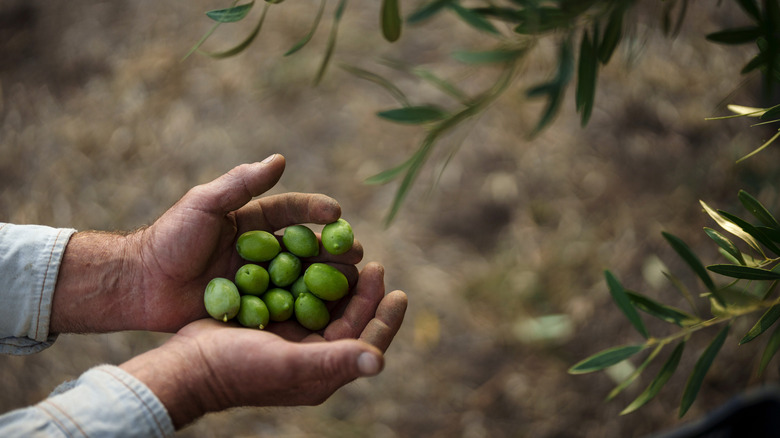 Hands holding harvested olives