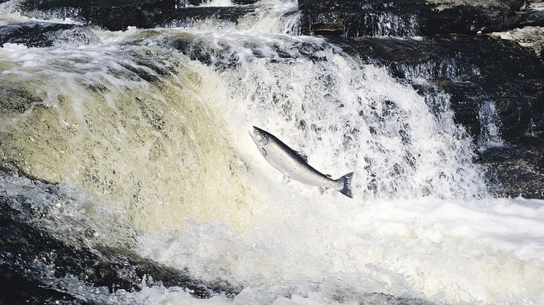 salmon jumping up small waterfall