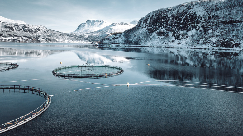 salmon aquaculture pens in Norway