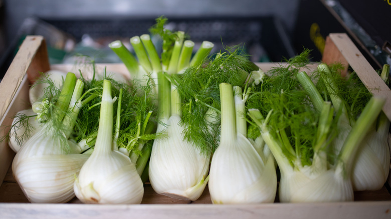 Box of fennel bulbs