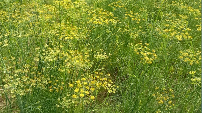 Fennel flowers and fronds