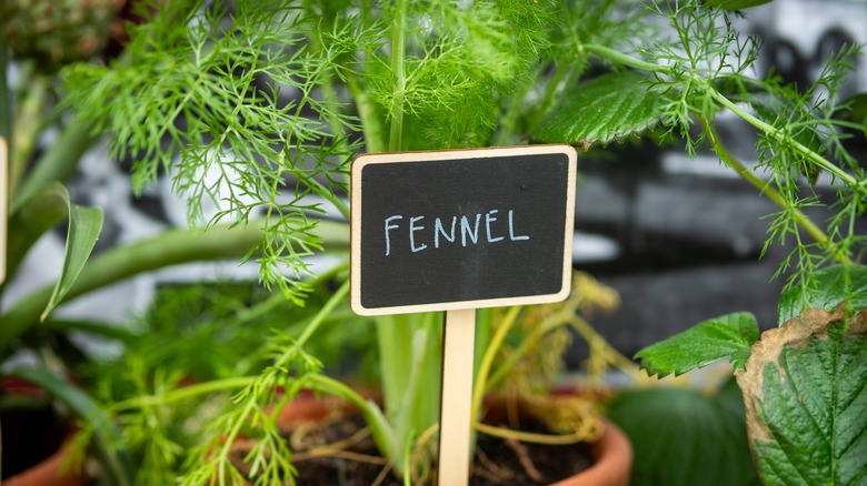 Potted fennel with sign