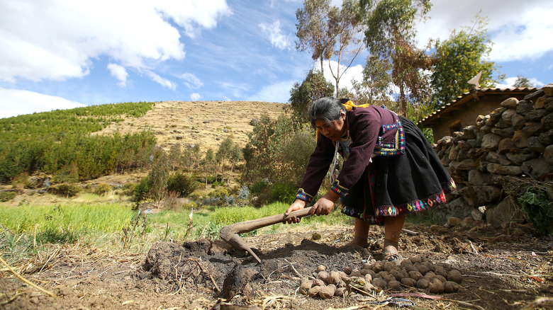 Hands holding Peruvian potato