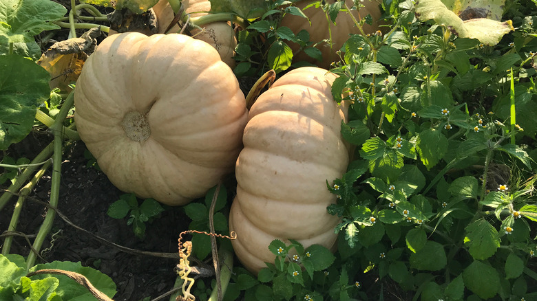 Long Island cheese pumpkins on vine