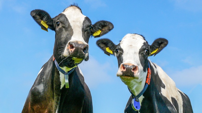 two cows standing next to each other on farm