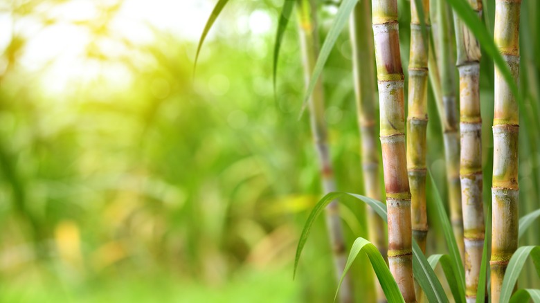 sugar cane growing in field