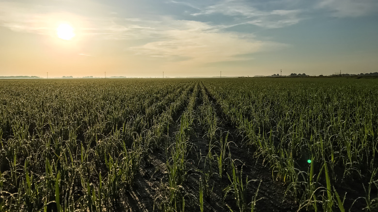 Arkansas rice field at dawn