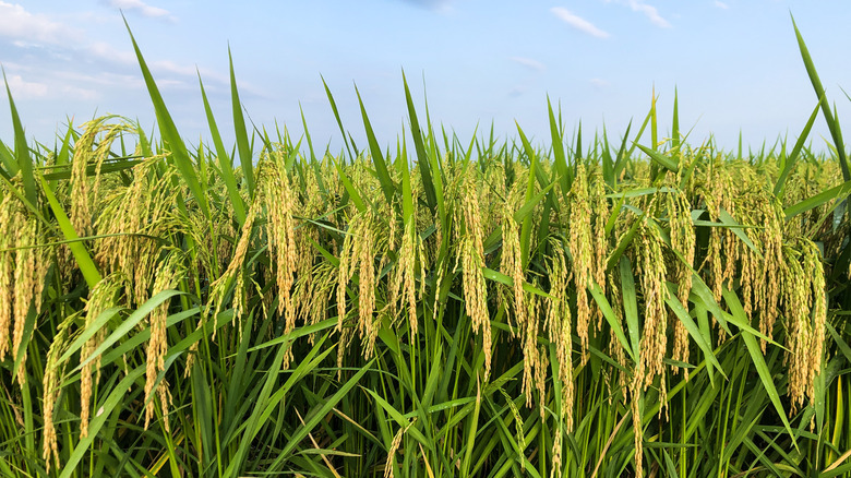 Rice pannicles in Arkansas