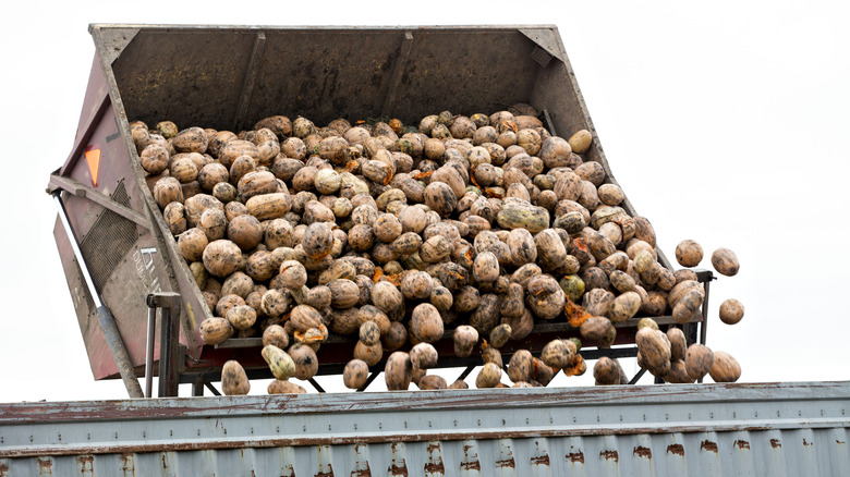 pumpkins being loaded onto truck