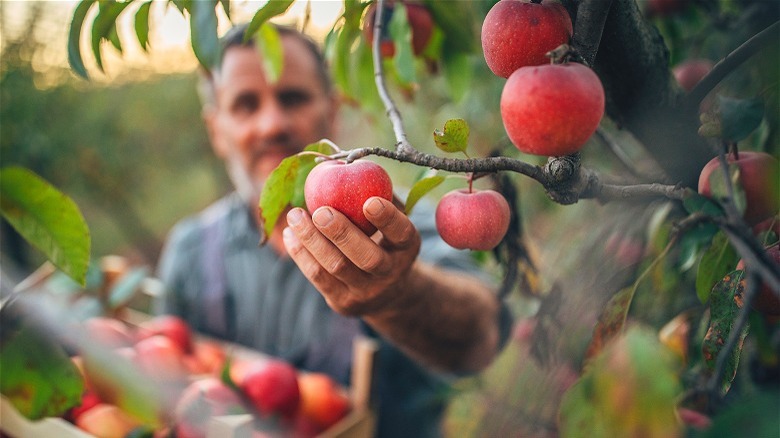 Person picking apple from tree