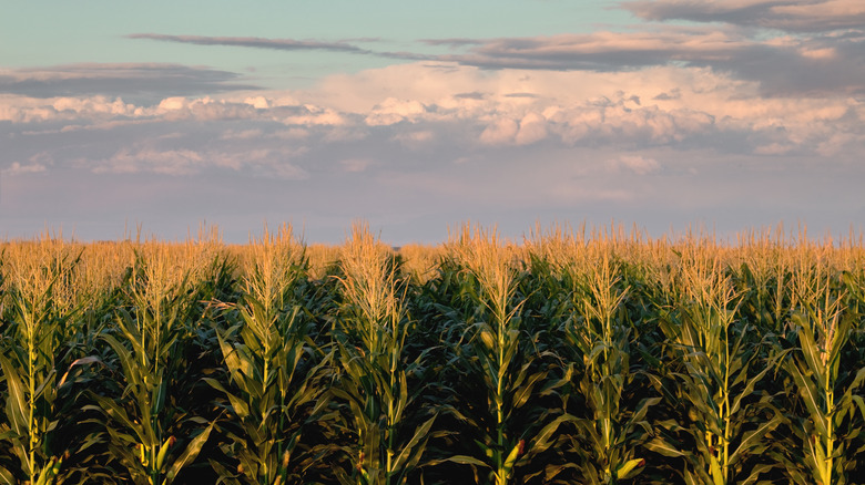 Fields of corn