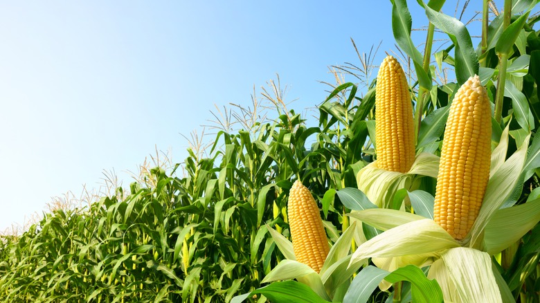 Field of corn