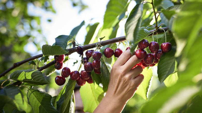 cherries on the tree