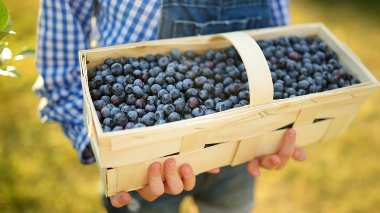 A child in overalls holds a basket of blueberries.