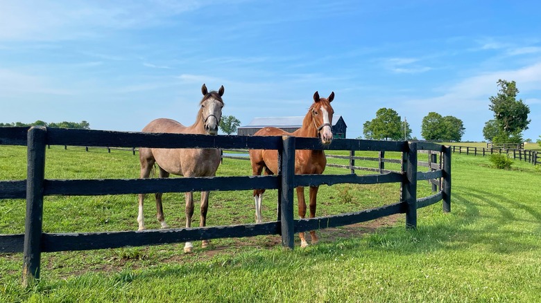 Horses behind fence looking at viewer