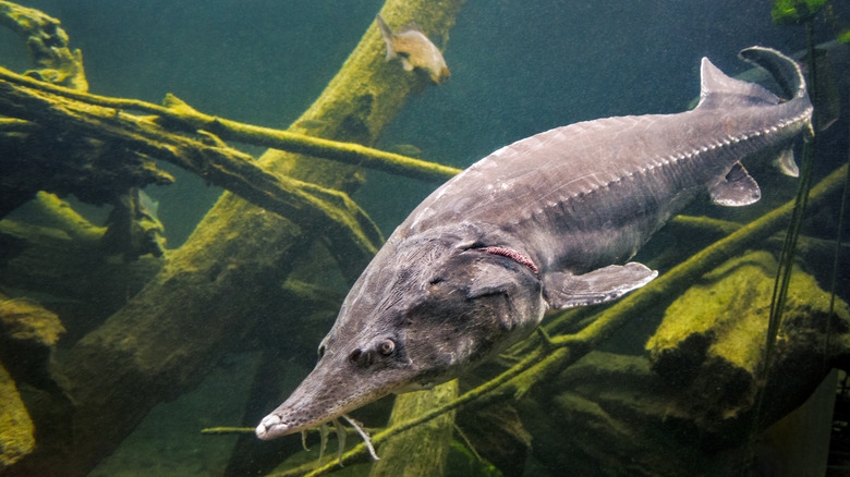 mature beluga sturgeon fish