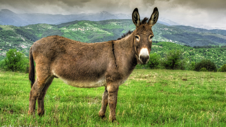 Donkey on grass