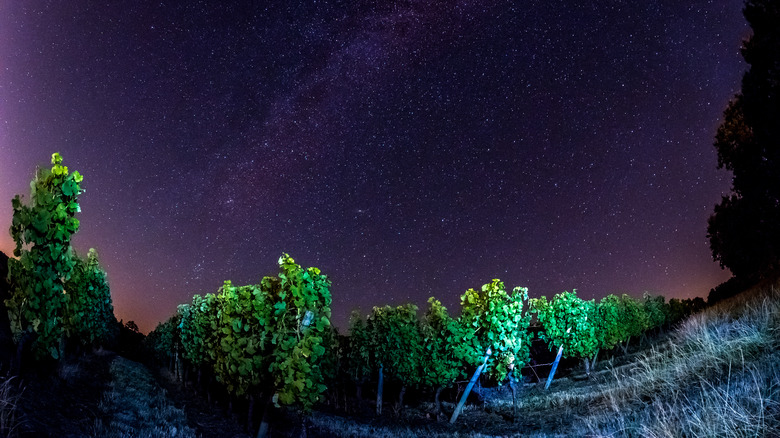 Chateau du Tallian vineyards at night