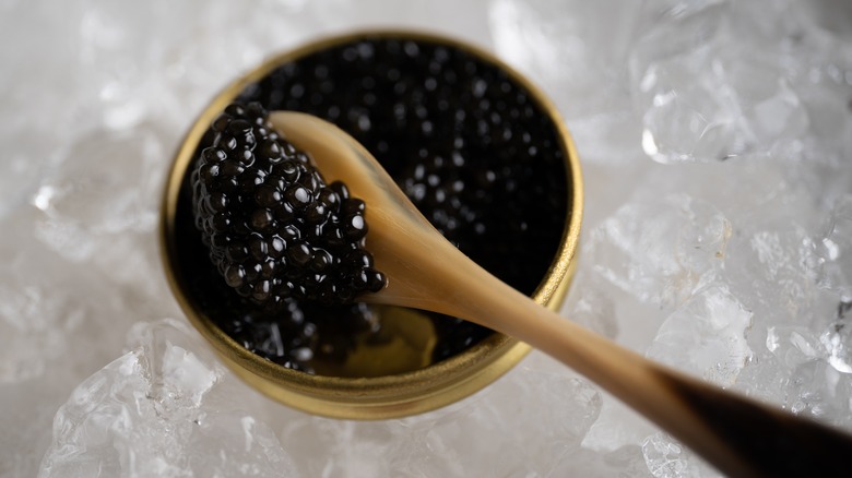 Spoon dips into jar of black caviar on ice