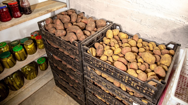 potatoes in cellar