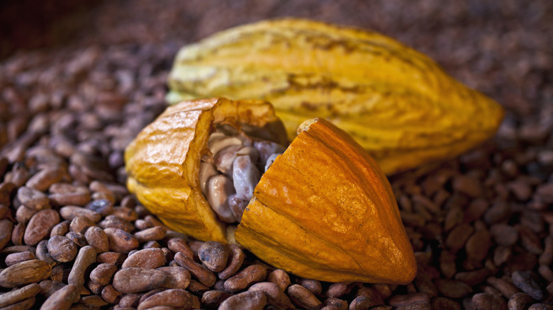 Split cacao pod on cacao beans