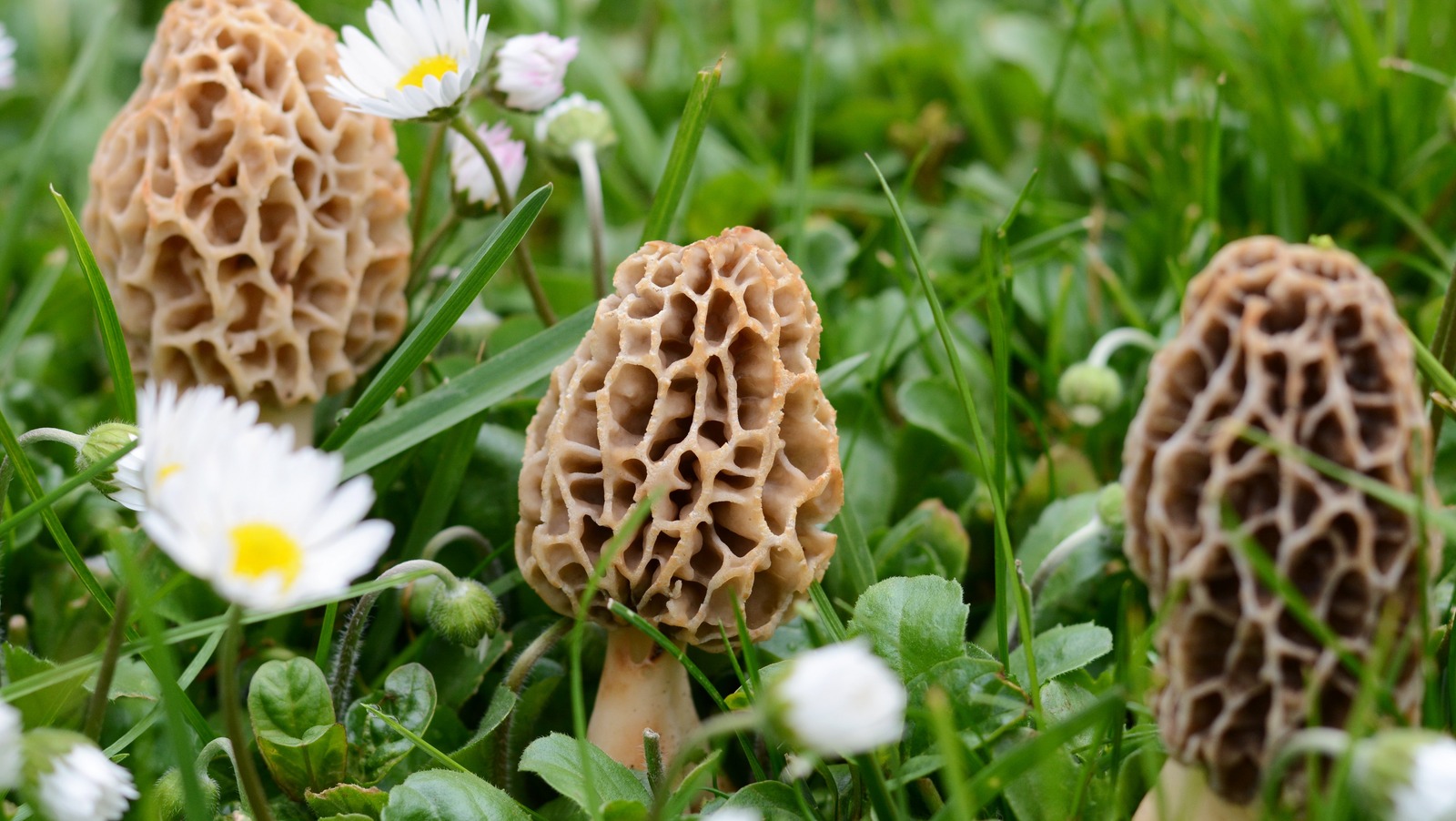 There are several ways to store fresh morels