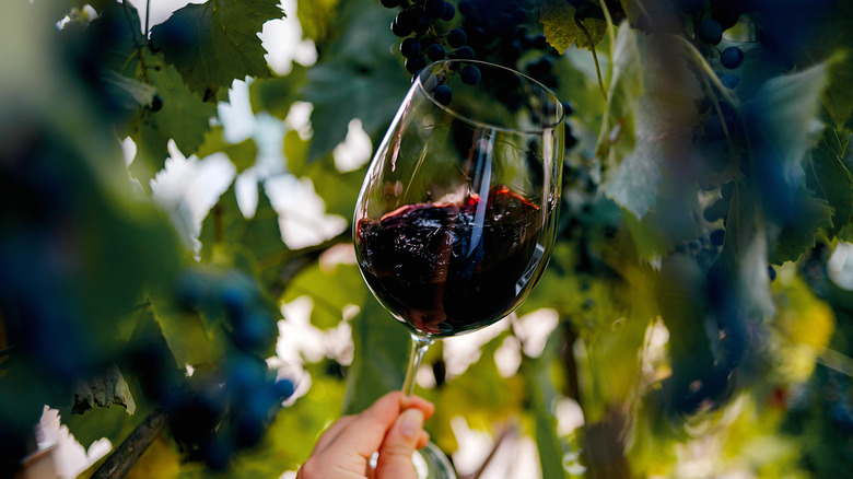 man holding red wine glass