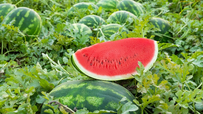 Slice of watermelon in field