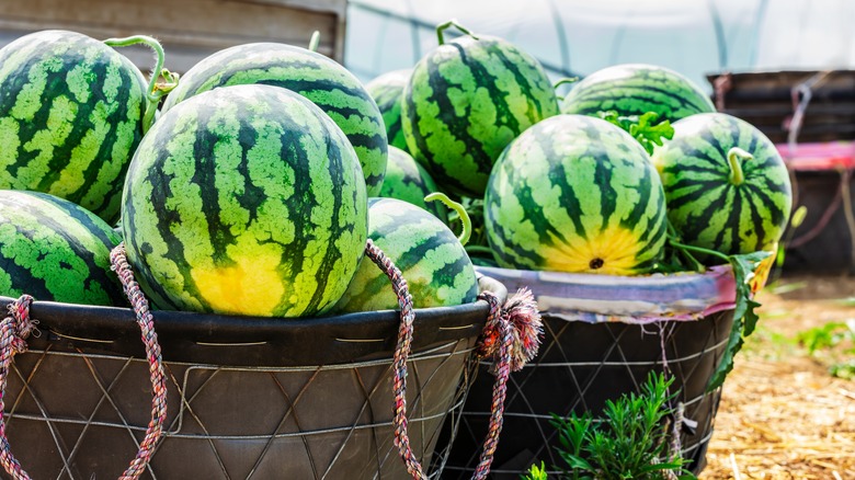 Barrels of harvested watermelons