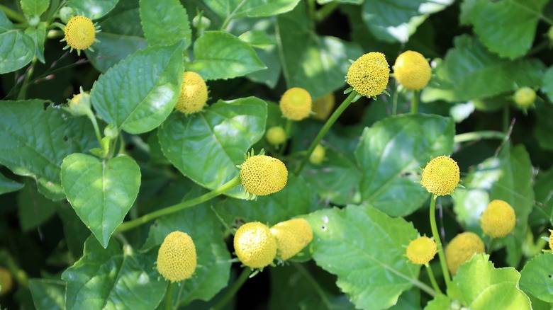 Szechuan button flowers