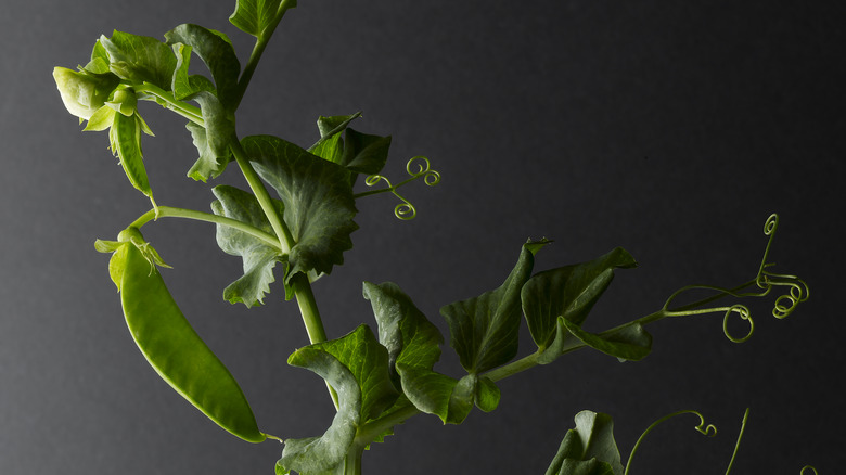 English peas on the vine